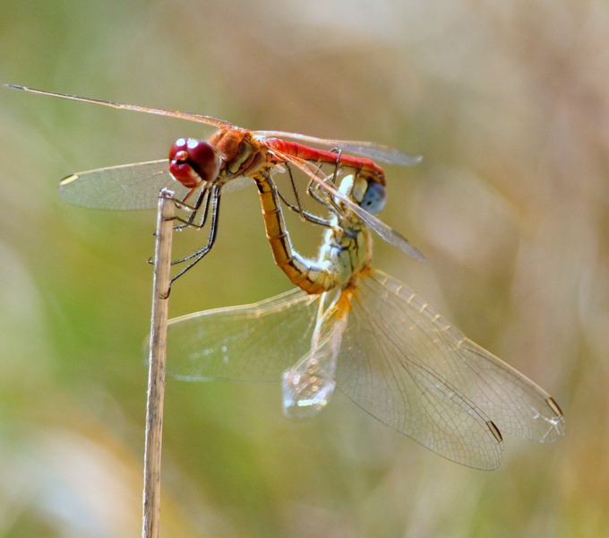Sympetrum fonscolombii